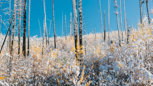 Larches in Snow, BC, Canada