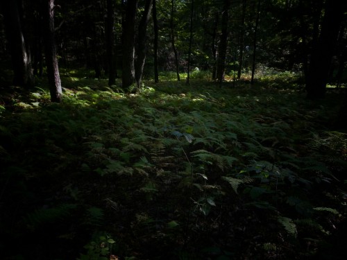 aetheric-aesthetic:Reset