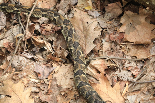 Funny thing happened to me this afternoon at Coopers Rock State Forest while I was photographing a p