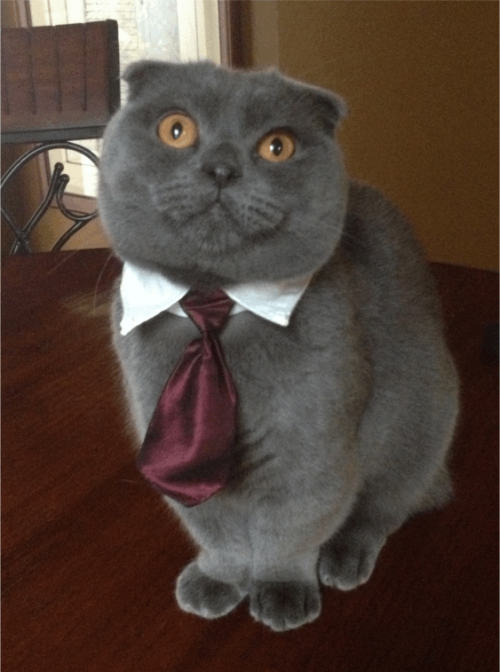 coolcatgroup:catsbeaversandducks:He has an important business meeting today.Photo by ©berklee@mostly