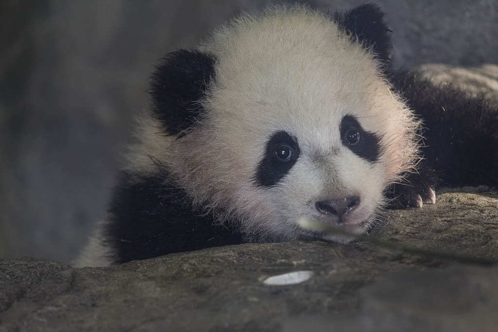 giantpandaphotos:  Bao Bao at the National Zoo in Washington D.C. on January 14,