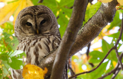 owlsday:  Barred Owl by Calypso Orchid on