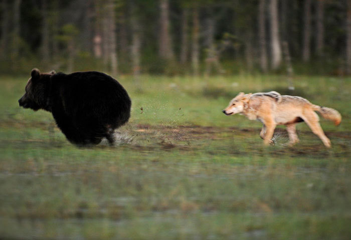 m-e-d-i-e-v-a-l-d-r-e-a-m-s:  Unusual Friendship Between Wolf And Bear  Documented