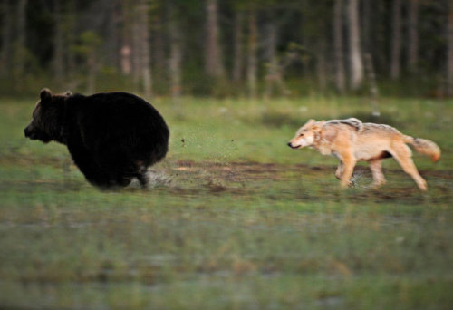 m-e-d-i-e-v-a-l-d-r-e-a-m-s: Unusual Friendship Between Wolf And Bear Documented By Finnish Pho