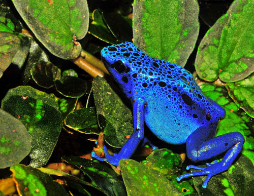 Dendrobates azureus, a species of poison dart frog 