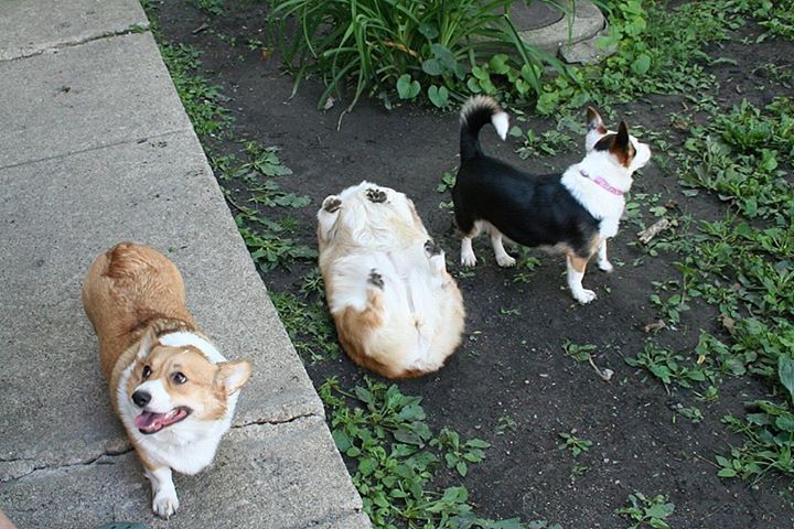 awwww-cute:  I think he’s doing it wrong 