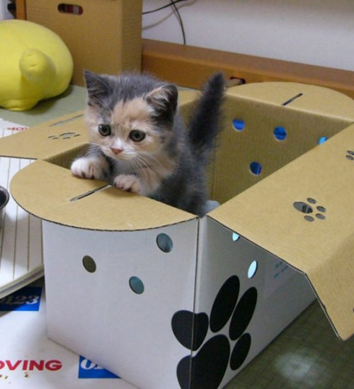 zenkitty714:fairylene:Felines love boxesIf I fits, I sits. If I no fits, I sits anyway. 