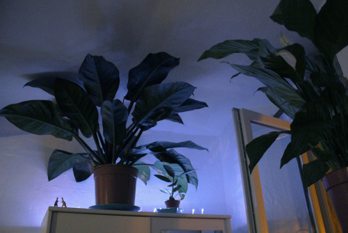 dorian-w:My room is a blue jungle