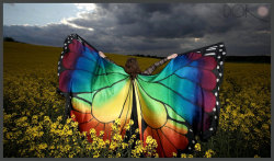 sosuperawesome:  Hand painted silk butterfly