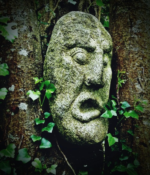 thefaeandtheforgotten:Sometimes you hear them whisper…..  Tintern Abbey woods, County Wexford.redmol
