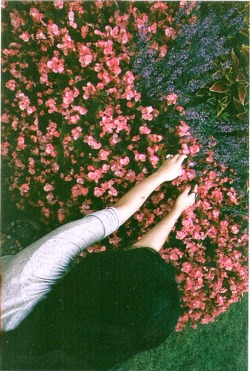 calms:  nature/vintage blog     