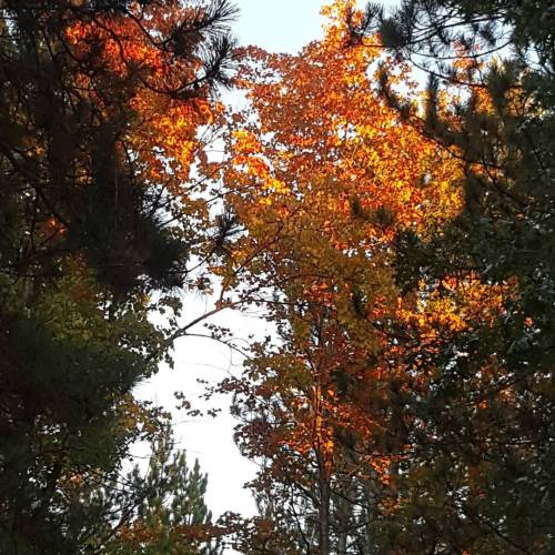 #fallcolors #simplybeautiful #lovenature #naturesbeauty (at Pigeon River Country State Forest)