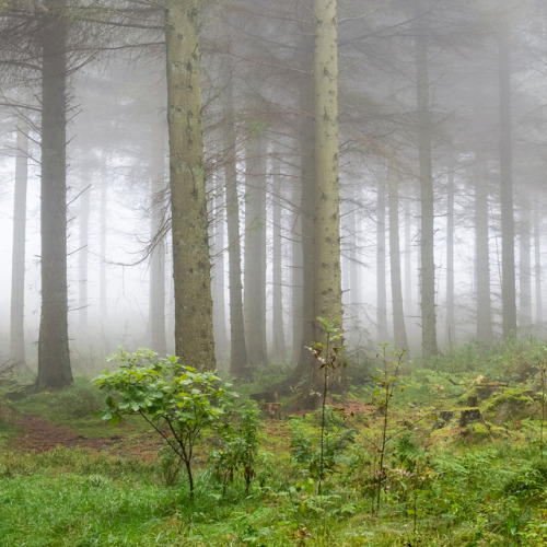 Nercwys forest, North Wales, UK, 2017. by Phil Corless