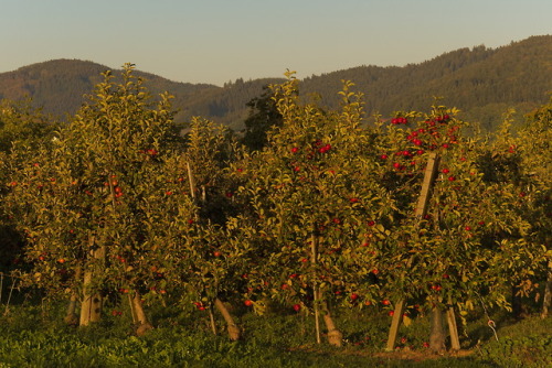 Apple orchard in the Kinzig valley.