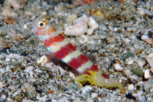The Odd Couple Gobies are bottom-dwelling fish that live on seafloors around the world. Divers most 