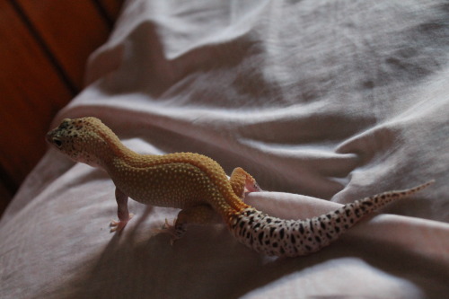 my little goober before shed, he got calcium all over me XD 