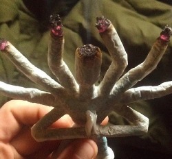 therestlessstoner:  twist-kush—kick-push:  sick  