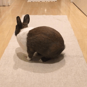 bunny gif | Explore Tumblr Posts and Blogs | Tumgir
