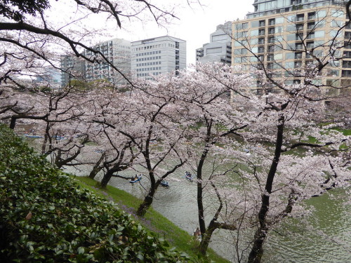 uroko:千鳥ヶ淵の桜