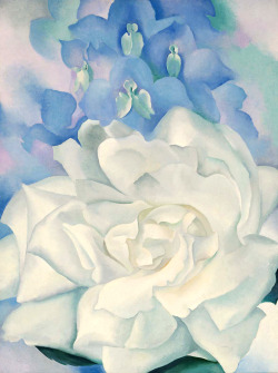 kafkasapartment:  White Rose with Larkspur