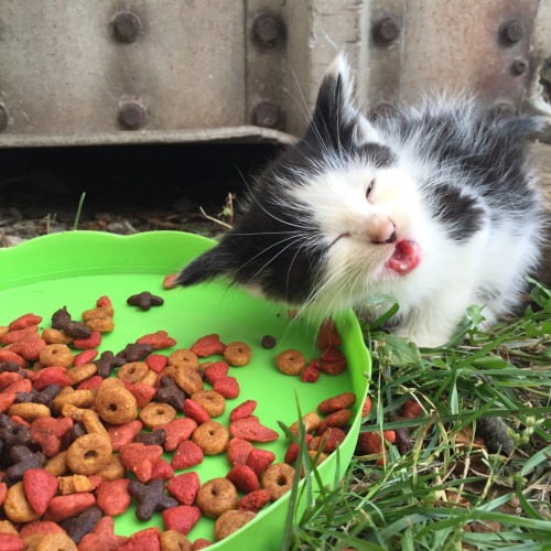 mostlycatsmostly:  (submitted by moon-lit-adventures)