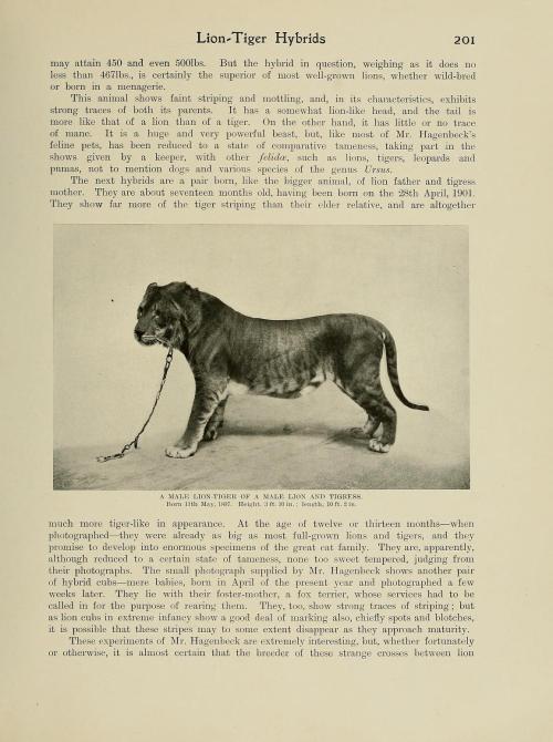 tigerskinsandotherthings:“In their own wild habits, and after their own fashion, lions and tig
