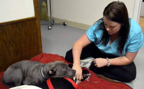 dogjournal:PIT BULL COMFORTS SICK DOGS AT THE VET - “Dominic lays with dogs as they come out o