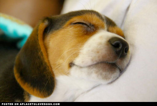 aplacetolovedogs:  Such a cute sleepy head!! Beagle pup so content and tired Original