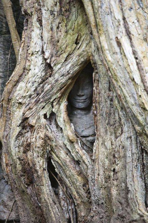 nastynas1991:sixpenceee: This tree is slowly engulfing a stone statue. Angkor Wat, Cambodia. That is