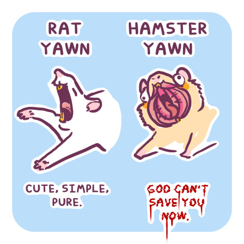 Rat Vs Hamster Yawn