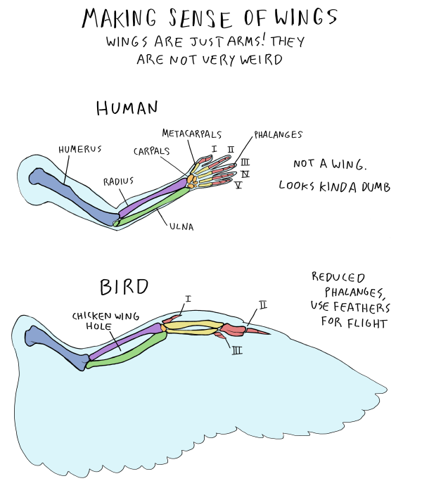 rene-art:  abby-howard:  ANOTHER ANATOMY POST! Only three vertebrate groups have