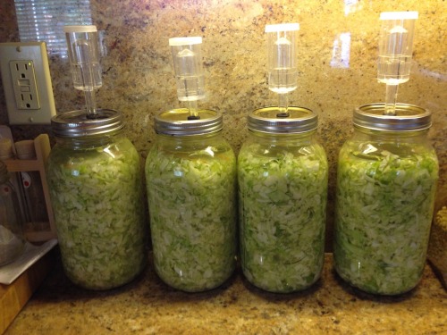 Making Sauerkraut - We picked 3 cabbages (about 10 lbs. total) and are turning them into 4 half gall