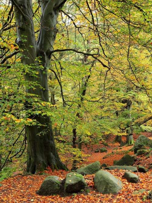 wanderthewood: Padley Gorge, Derbyshire, England by matrobinsonphoto