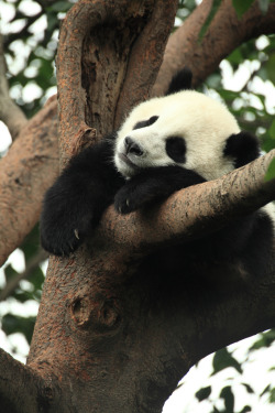 mistymorningme:  Panda by George Lu Panda in China