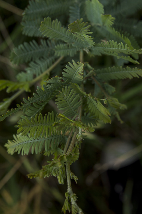 pragmaculture:Can anyone hook me up with a plant ID on this guy? It’s sort of growing by itself in