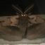 mothie6969