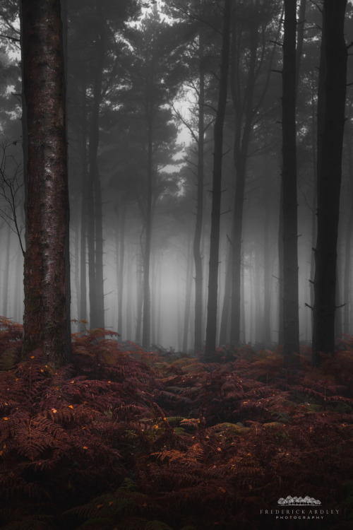 freddie-photography:  Autumn Forests of the United Kingdom Photographed By Frederick Ardley 