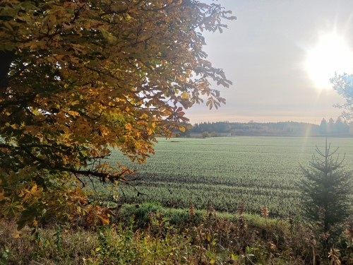 Just Compiled The Pictures I Have Taken This Fall So Far