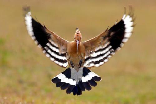 stuckinabucket:Hoopoe (Upupa epops)Hoopoes are like reverse woodpeckers, insofar as they can’t hamme