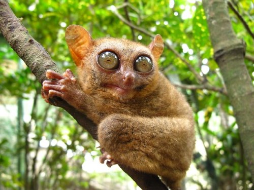 end0skeletal:Tarsier (x x)