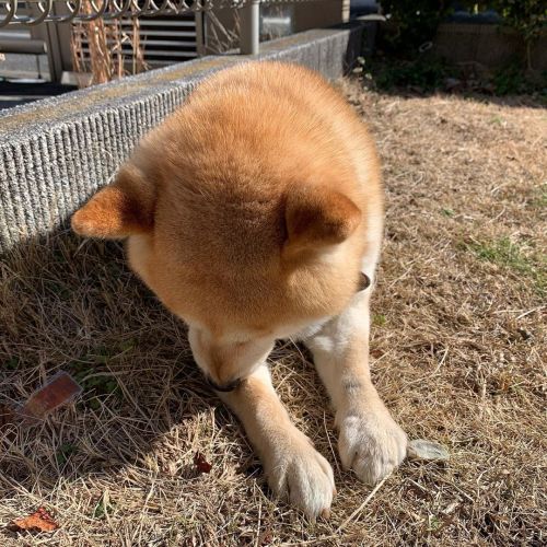 お庭でひと休み#dog #doge #shiba #shibe #shibainu #shibastagram #komugi #柴犬 #赤柴 #しばいぬ #柴犬の小麦さん www.i