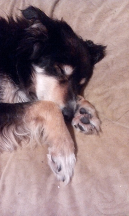 Mom’s caption “Dreaming of running free no leashes, no fences….dogs are running machines&hell