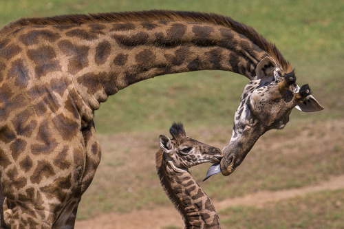 sdzsafaripark:  Introducing Gowan, the 2nd Masai giraffe born here. His name means “maker of rain,” and he was 6’6” at birth. Gowan and welcome him.  