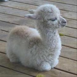 Cute-Overload:  Baby Buffalo Are Old News. Reddit Needs More Baby Llamas.http://Cute-Overload.tumblr.com