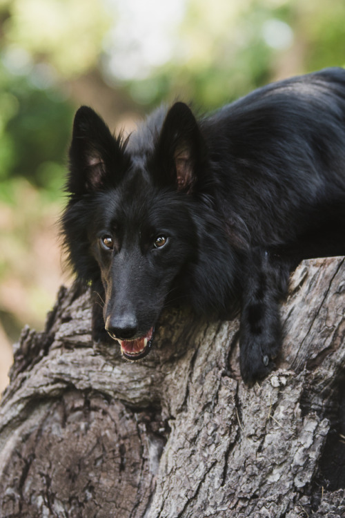 tundratails: dog on a log