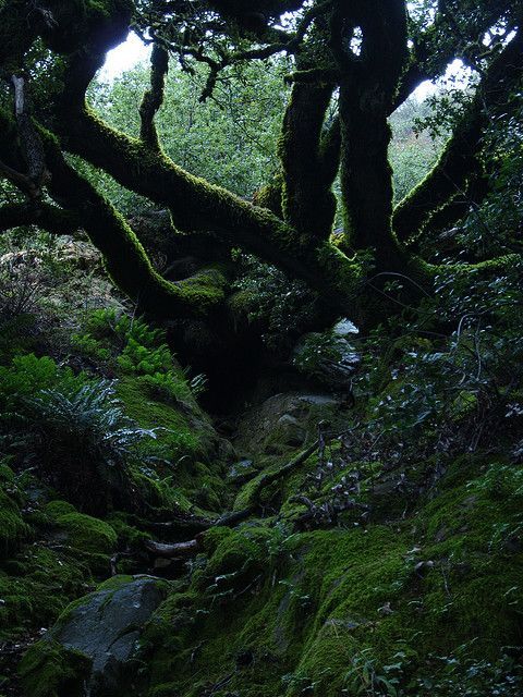 missfairyblossom:  mossy massive trees by Sandra M. Chung on Flickr