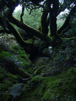 missfairyblossom:  mossy massive trees by Sandra