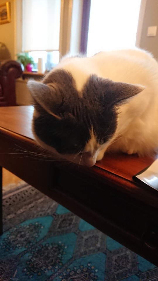 Only For @battlvann: My Mother In Laws Cat. Mmir The Mouser.