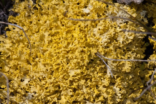 Vulpicida juniperina (syn. Vulpicida tilisii)Limestone sunshine lichen, yellow lichen, goldtwist lic