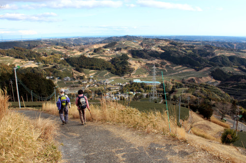 hiking through tea fields